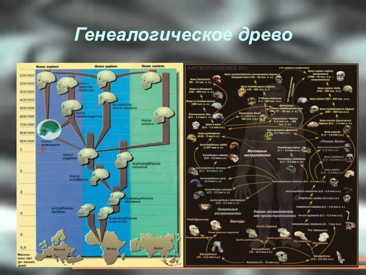 Генеалогическое древо