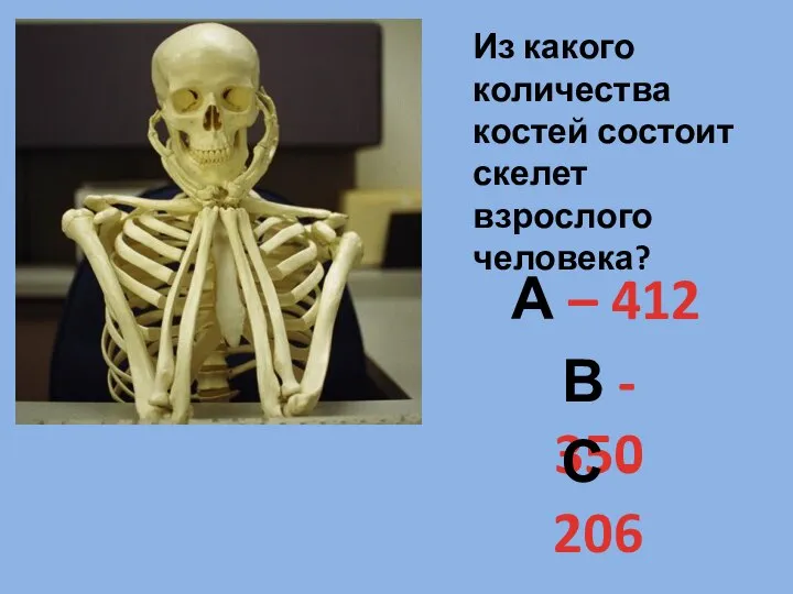 Из какого количества костей состоит скелет взрослого человека? А – 412