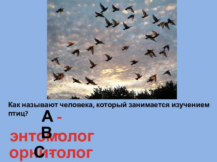 Как называют человека, который занимается изучением птиц? А - энтомолог В - орнитолог С - фенолог