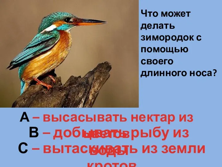 Что может делать зимородок с помощью своего длинного носа? А –