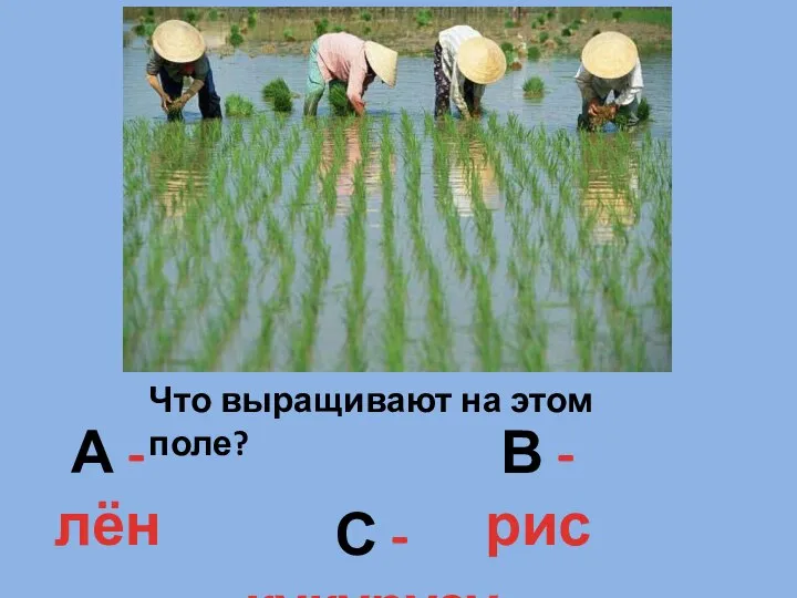 Что выращивают на этом поле? А - лён В - рис С - кукурузу