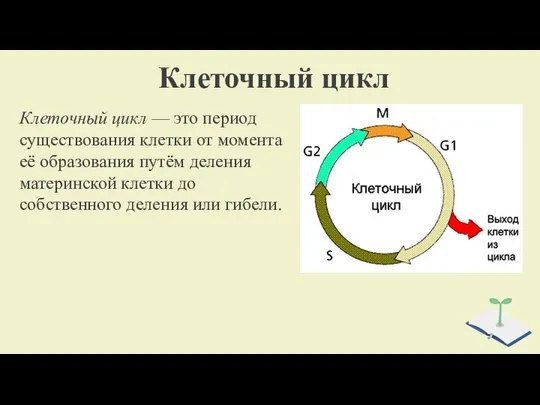 Клеточный цикл Клеточный цикл — это период существования клетки от момента