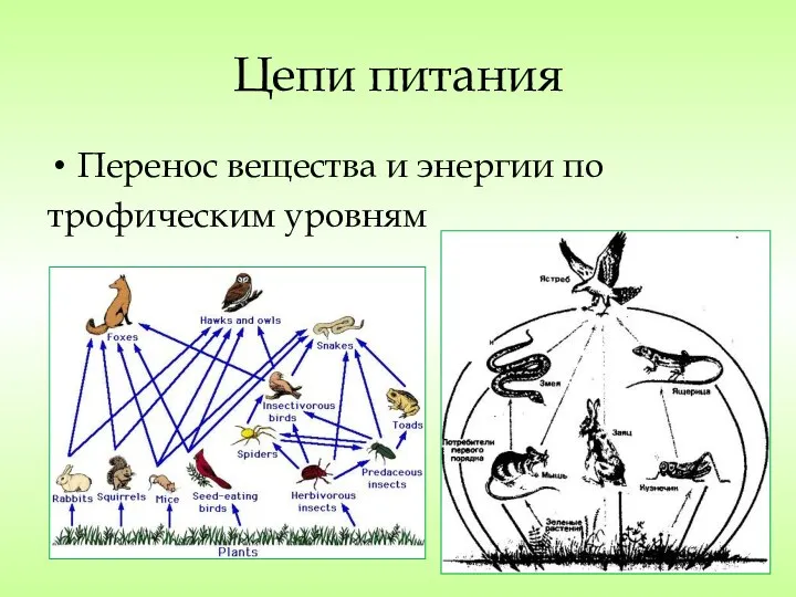 Цепи питания Перенос вещества и энергии по трофическим уровням