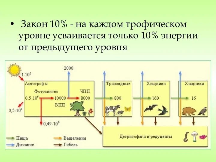 Закон 10% - на каждом трофическом уровне усваивается только 10% энергии от предыдущего уровня