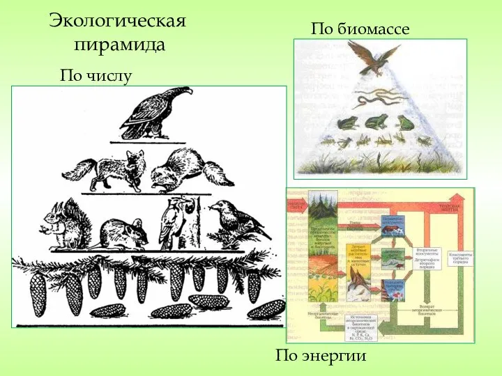 Экологическая пирамида По числу По биомассе По энергии