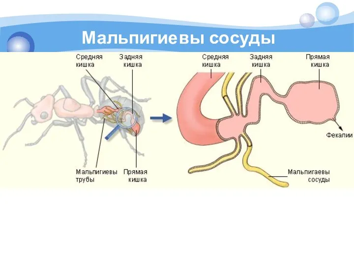 Мальпигиевы сосуды