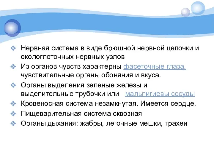 Нервная система в виде брюшной нервной цепочки и окологлоточных нервных узлов