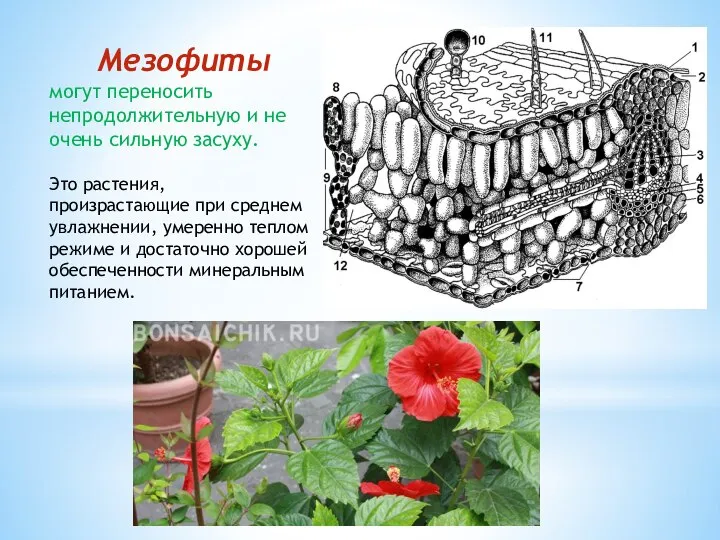 Мезофиты могут переносить непродолжительную и не очень сильную засуху. Это растения,