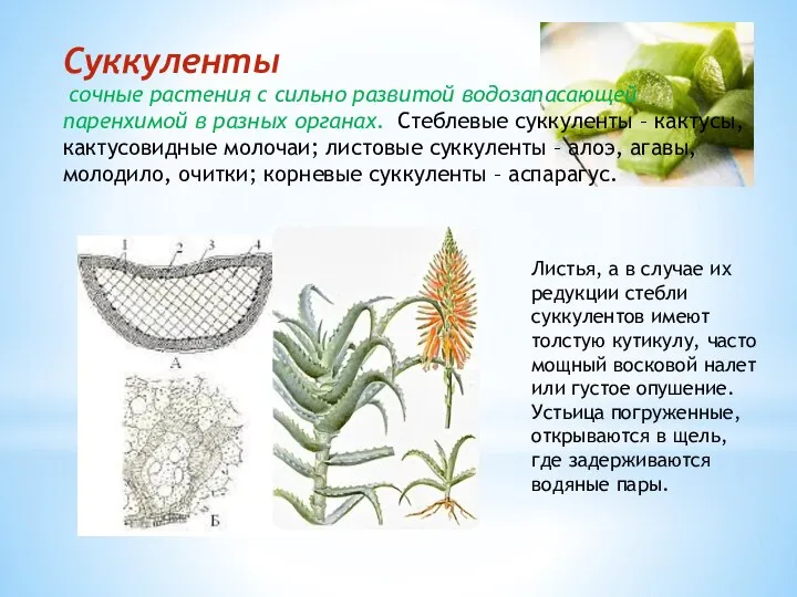 Суккуленты сочные растения с сильно развитой водозапасающей паренхимой в разных органах.