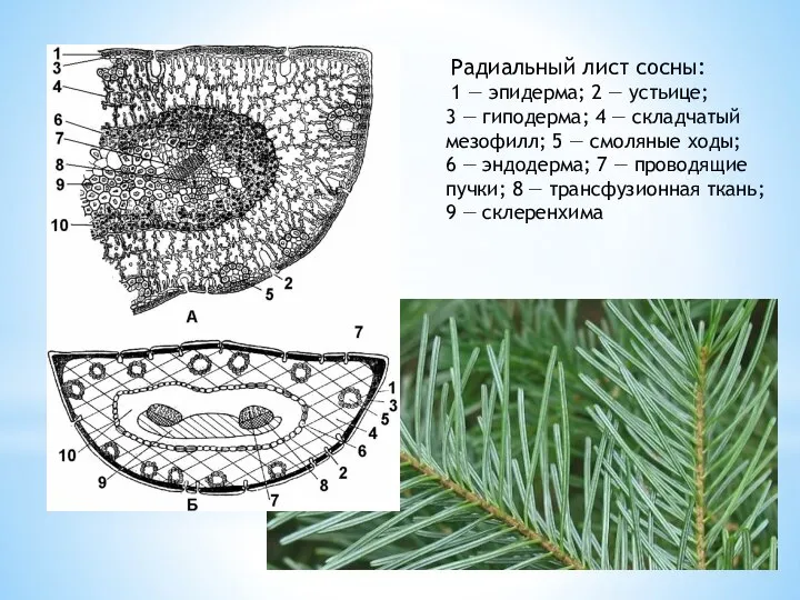 Радиальный лист сосны: 1 — эпидерма; 2 — устьице; 3 —