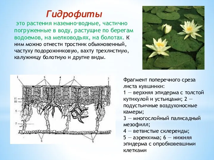 Фрагмент поперечного среза листа кувшинки: 1 — верхняя эпидерма с толстой