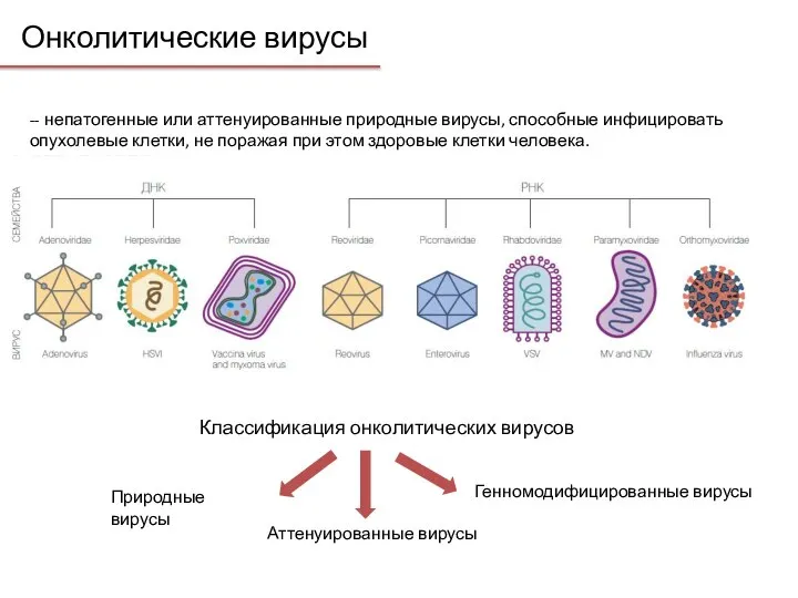 Онколитические вирусы -- непатогенные или аттенуированные природные вирусы, способные инфицировать опухолевые