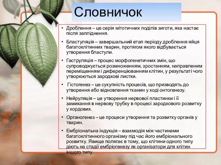 Словничок Дроблення – це серія мітотичних поділів зиготи, яка настає після