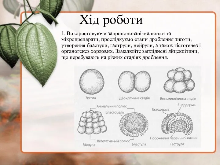 Хід роботи 1. Використовуючи запропоновані-малюнки та мікропрепарати, прослідкуємо етапи дроблення зиготи,