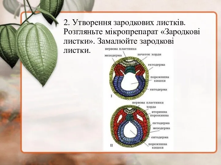 2. Утворення зародкових листків. Розгляньте мікропрепарат «Зародкові листки». Замалюйте зародкові листки.