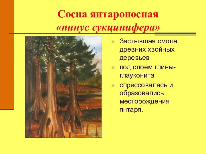 Сосна янтароносная «пинус сукцинифера» Застывшая смола древних хвойных деревьев под слоем
