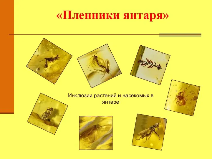 «Пленники янтаря» Инклюзии растений и насекомых в янтаре