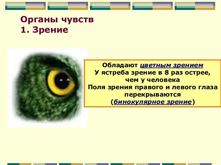 Органы чувств 1. Зрение Обладают цветным зрением У ястреба зрение в