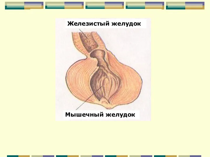 Мышечный желудок Железистый желудок