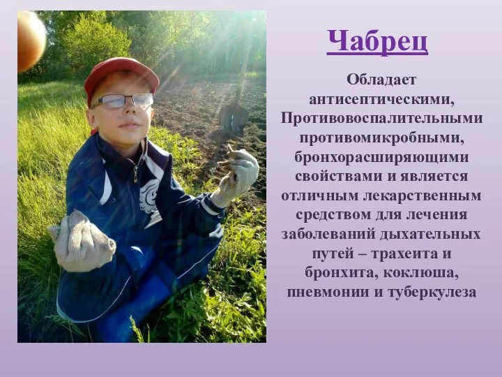 Чабрец Обладает антисептическими, Противовоспалительными противомикробными, бронхорасширяющими свойствами и является отличным лекарственным