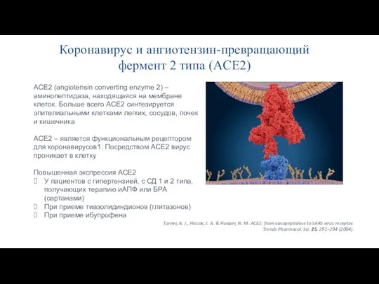 Коронавирус и ангиотензин-превращающий фермент 2 типа (ACE2) ACE2 (angiotensin converting enzyme