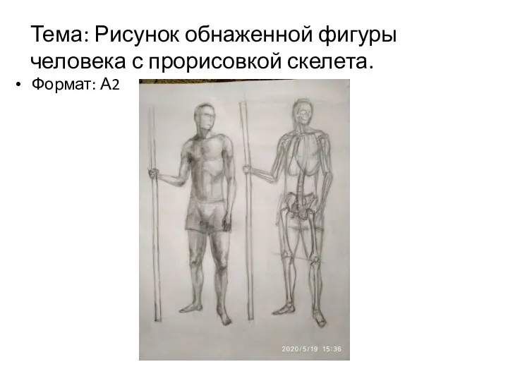 Тема: Рисунок обнаженной фигуры человека с прорисовкой скелета. Формат: А2