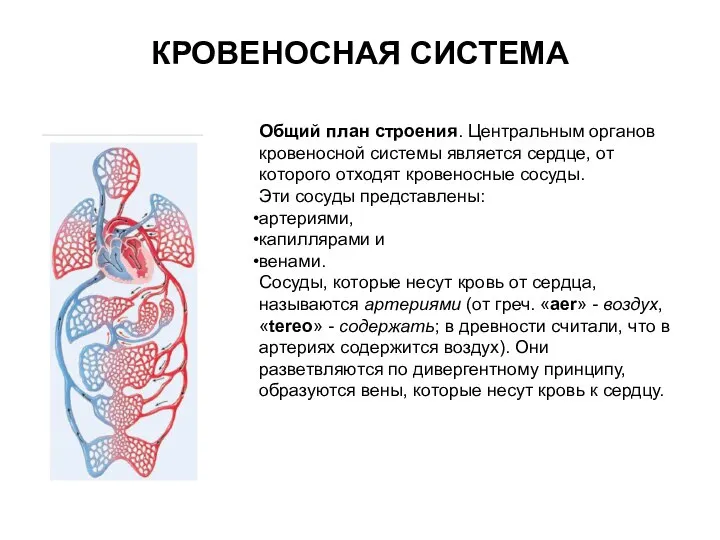 КРОВЕНОСНАЯ СИСТЕМА Общий план строения. Центральным органов кровеносной системы является сердце,