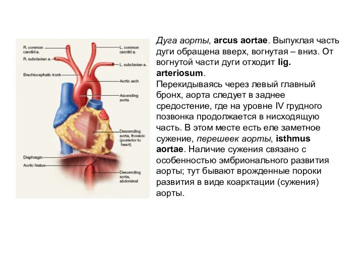 Дуга аорты, arcus aortae. Выпуклая часть дуги обращена вверх, вогнутая –