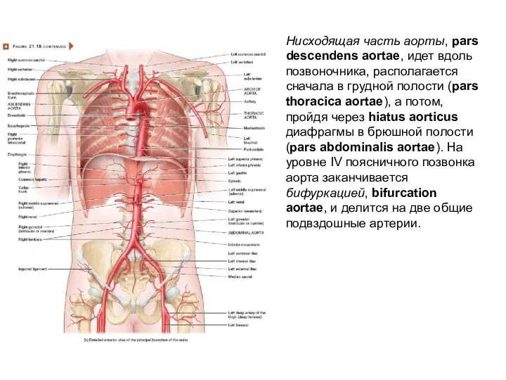 Нисходящая часть аорты, pars descendens aortae, идет вдоль позвоночника, располагается сначала