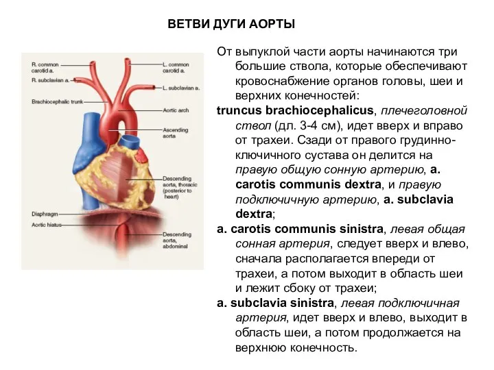 ВЕТВИ ДУГИ АОРТЫ От выпуклой части аорты начинаются три большие ствола,