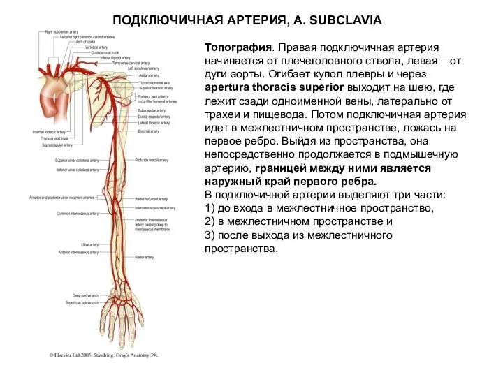 ПОДКЛЮЧИЧНАЯ АРТЕРИЯ, A. SUBCLAVIA Топография. Правая подключичная артерия начинается от плечеголовного