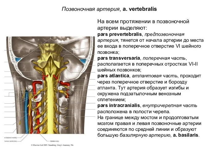 На всем протяжении в позвоночной артерии выделяют: pars prevertebralis, предпозвоночная артерия,