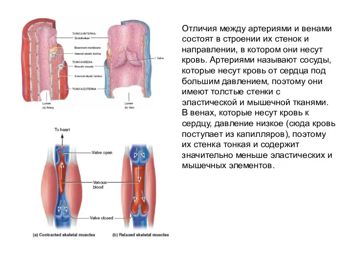 Отличия между артериями и венами состоят в строении их стенок и