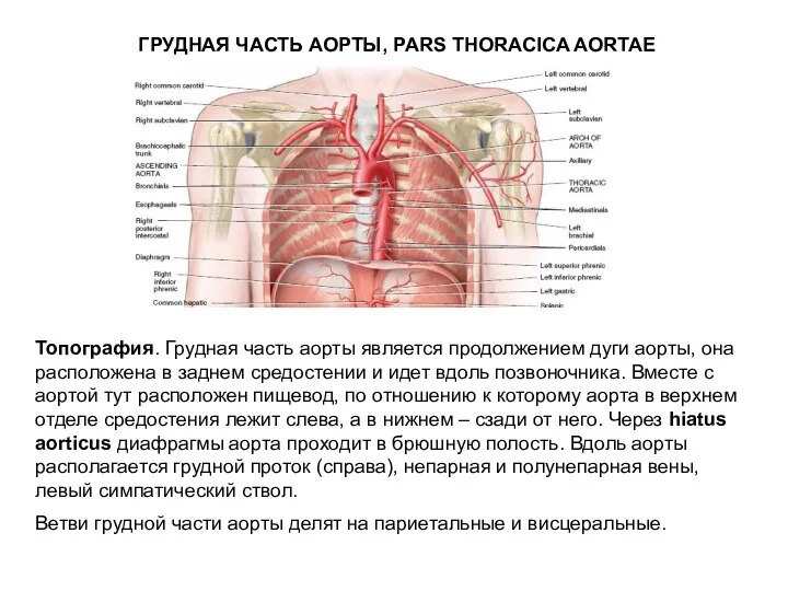 ГРУДНАЯ ЧАСТЬ АОРТЫ, PARS THORACICA AORTAE Топография. Грудная часть аорты является