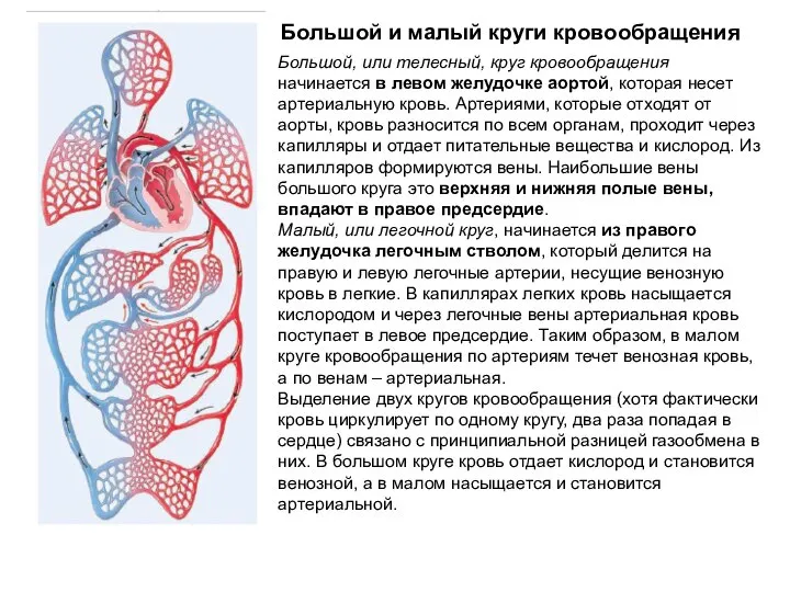 Большой и малый круги кровообращения Большой, или телесный, круг кровообращения начинается