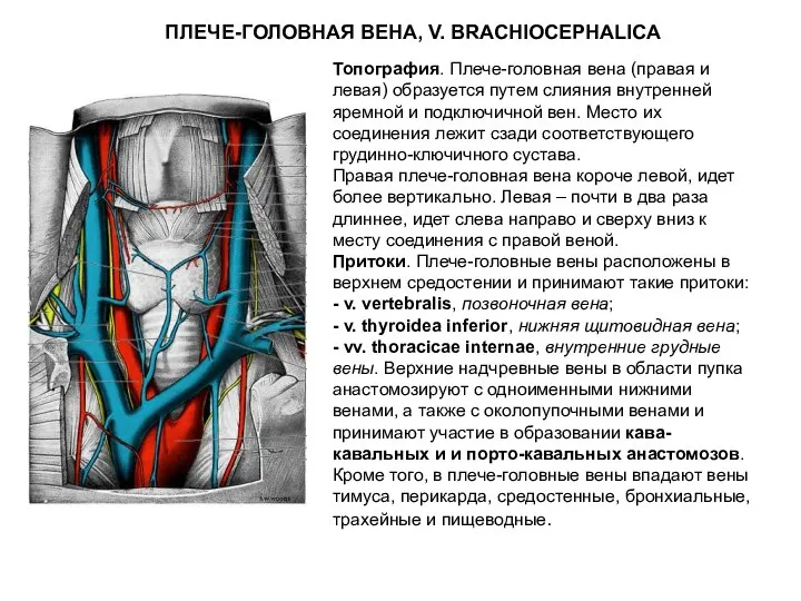 ПЛЕЧЕ-ГОЛОВНАЯ ВЕНА, V. BRACHIOCEPHALICA Топография. Плече-головная вена (правая и левая) образуется