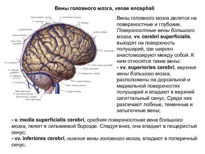 Вены головного мозга, venae encephali Вены головного мозга делятся на поверхностные