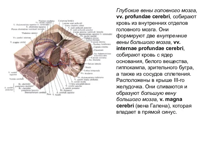 Глубокие вены головного мозга, vv. profundae cerebri, собирают кровь из внутренних