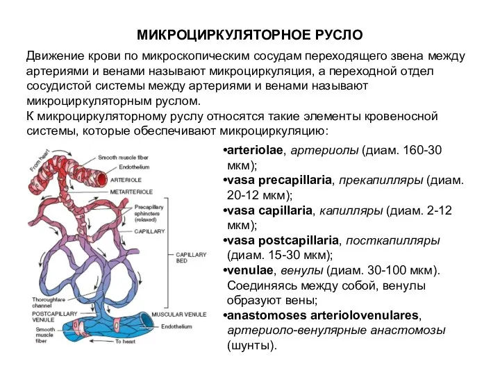 МИКРОЦИРКУЛЯТОРНОЕ РУСЛО Движение крови по микроскопическим сосудам переходящего звена между артериями