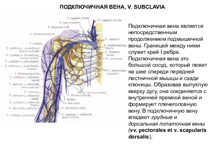 ПОДКЛЮЧИЧНАЯ ВЕНА, V. SUBCLAVIA Подключичная вена является непосредственным продолжением подмышечной вены.