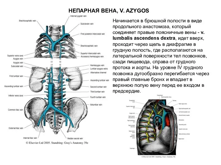 НЕПАРНАЯ ВЕНА, V. AZYGOS Начинается в брюшной полости в виде продольного