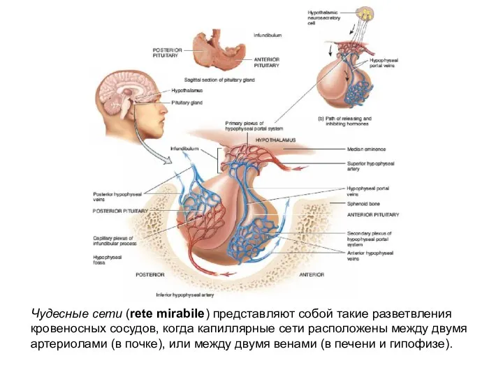 Чудесные сети (rete mirabile) представляют собой такие разветвления кровеносных сосудов, когда