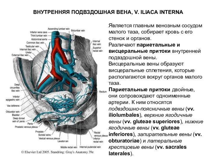 ВНУТРЕННЯЯ ПОДВЗДОШНАЯ ВЕНА, V. ILIACA INTERNA Является главным венозным сосудом малого