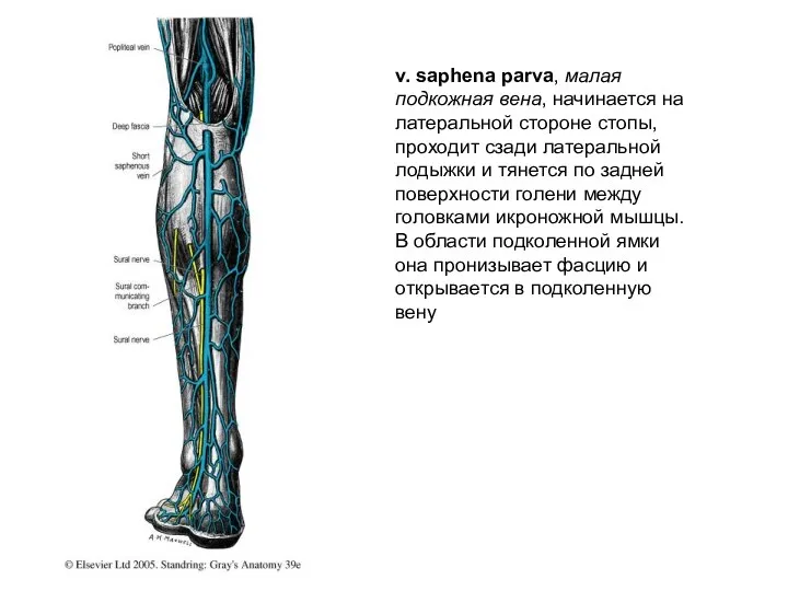 v. saphena parva, малая подкожная вена, начинается на латеральной стороне стопы,