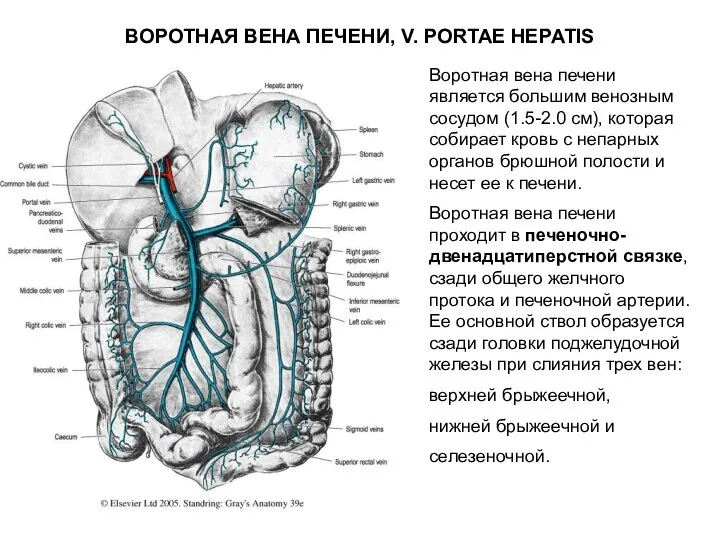 ВОРОТНАЯ ВЕНА ПЕЧЕНИ, V. PORTAE HEPATIS Воротная вена печени является большим