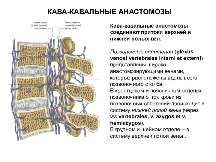 КАВА-КАВАЛЬНЫЕ АНАСТОМОЗЫ Кава-кавальные анастомозы соединяют притоки верхней и нижней полых вен.