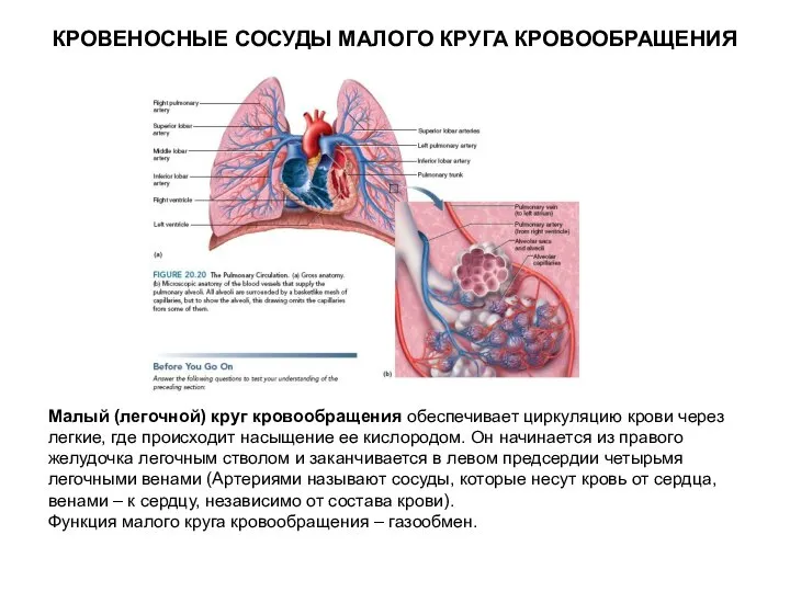 КРОВЕНОСНЫЕ СОСУДЫ МАЛОГО КРУГА КРОВООБРАЩЕНИЯ Малый (легочной) круг кровообращения обеспечивает циркуляцию