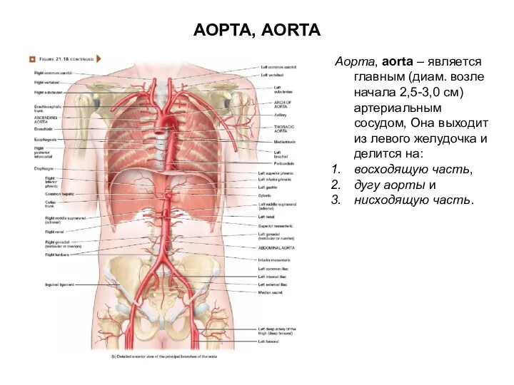 АОРТА, AORTA Аорта, aorta – является главным (диам. возле начала 2,5-3,0