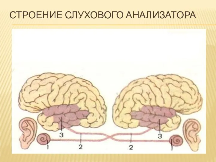 СТРОЕНИЕ СЛУХОВОГО АНАЛИЗАТОРА