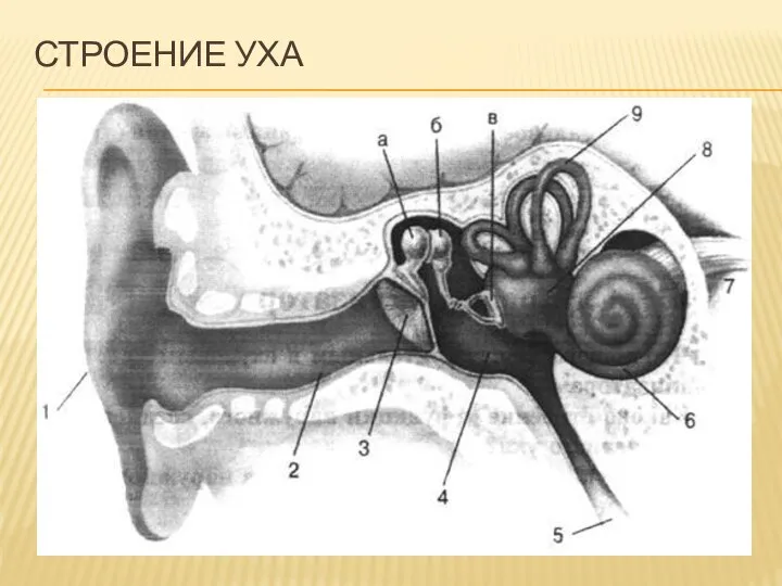 СТРОЕНИЕ УХА